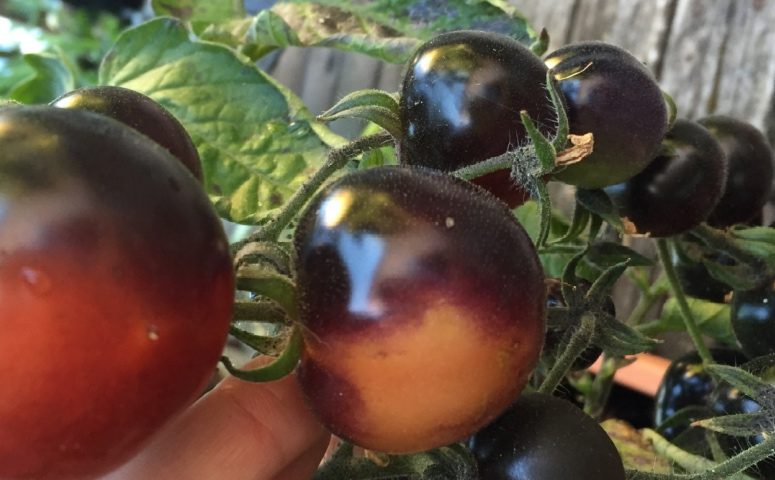 One More Way to KeepYour Home Cool in the Summer:Quinoa, Cucumber, Tomato Salad