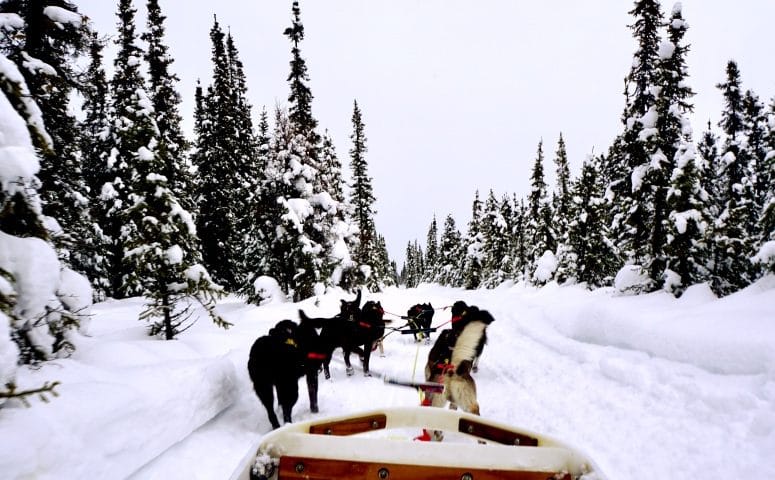 Dog Sledding: Just Short of Magic Alaskan Adventures Part 2